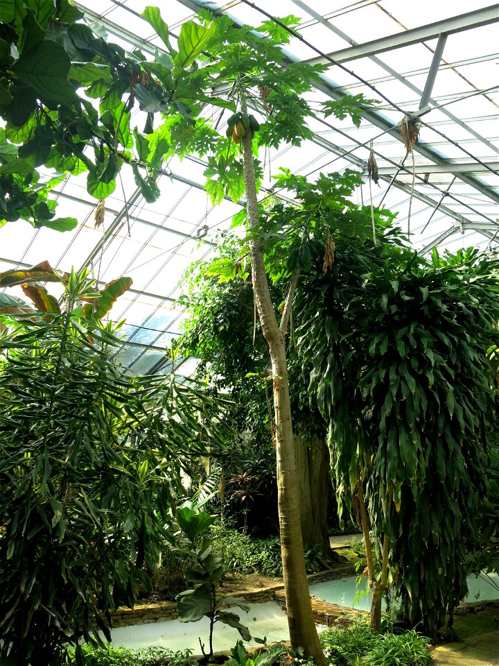 Greenhouse of the parc Olbius Riquier - Papaya. Hyères (Var, France).