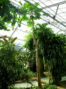 Greenhouse of the parc Olbius Riquier - Papaya. Hyères (Var, France).