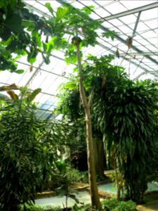 Greenhouse of the parc Olbius Riquier - Papaya. Hyères (Var, France). photo