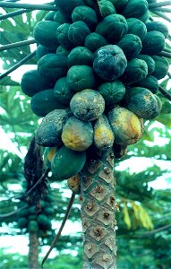 Phytophthora blight of papaya (Carica papaya) | Read: www.ctahr.hawaii.edu/oc/freepubs/pdf/PD-53.pdf