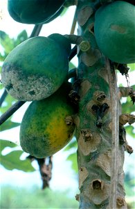 Phytophthora blight of papaya (Carica papaya) | Read: www.ctahr.hawaii.edu/oc/freepubs/pdf/PD-53.pdf photo