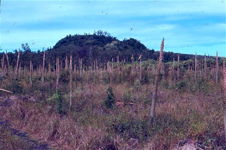 Papaya (Carica papaya) field affected by Phytophthora blight | Read: www.ctahr.hawaii.edu/oc/freepubs/pdf/PD-53.pdf photo