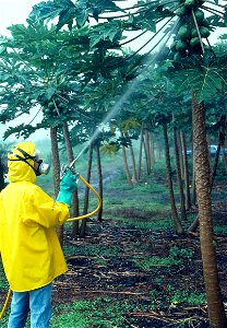 Spraying to control Phytophthora fruit blight of papaya (Carica papaya) | Read: www.ctahr.hawaii.edu/oc/freepubs/pdf/PD-53.pdf photo