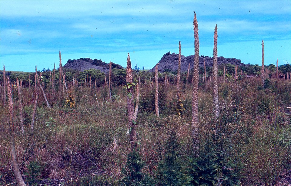 Read: www.ctahr.hawaii.edu/oc/freepubs/pdf/PD-53.pdf