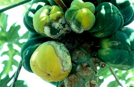 Phytophthora fruit blight of papaya (Carica papaya) | Read: www.ctahr.hawaii.edu/oc/freepubs/pdf/PD-53.pdf photo