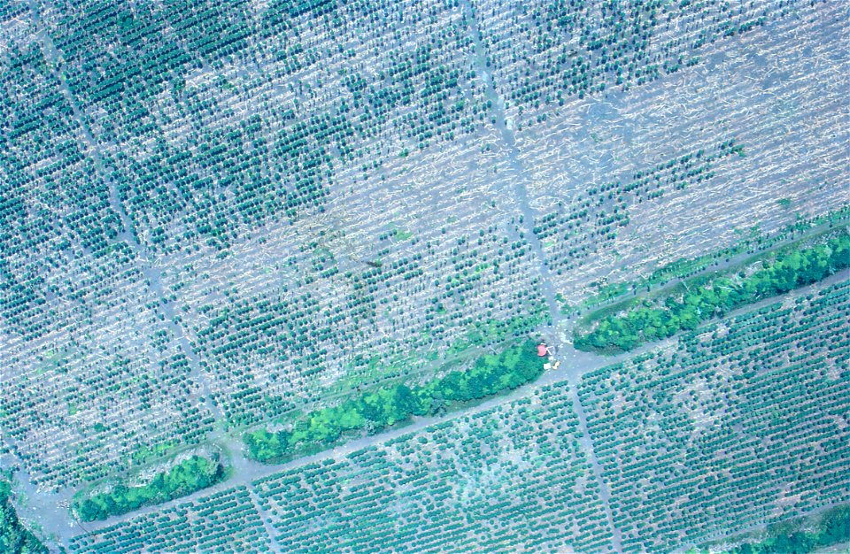 Aerial photograph of a papaya (Carica papaya) field affected by Phytophthora blight | Read: www.ctahr.hawaii.edu/oc/freepubs/pdf/PD-53.pdf