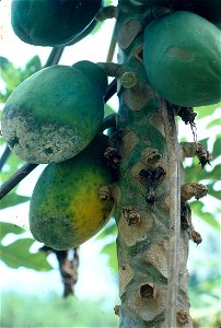 Phytophthora fruit blight of papaya (Carica papaya) | Read: www.ctahr.hawaii.edu/oc/freepubs/pdf/PD-53.pdf photo