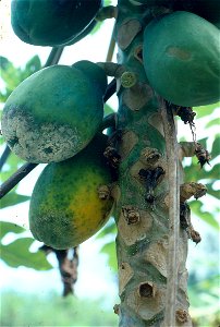 Phytophthora fruit blight of papaya (Carica papaya) | Read: www.ctahr.hawaii.edu/oc/freepubs/pdf/PD-53.pdf