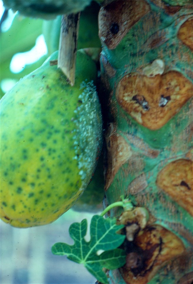 Phytophthora fruit blight of papaya (Carica papaya) | Read: www.ctahr.hawaii.edu/oc/freepubs/pdf/PD-53.pdf