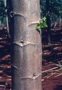 Phytopthora stem blight of papaya (Carica papaya) | Read: www.ctahr.hawaii.edu/oc/freepubs/pdf/PD-53.pdf photo