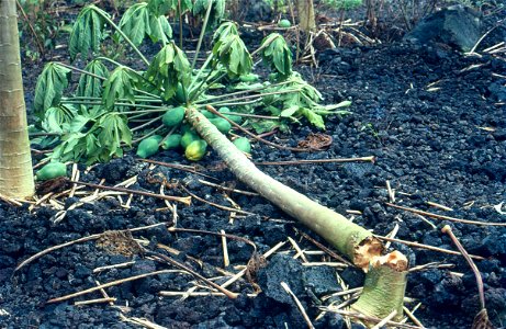 Phytophthora stem blight of papaya (Carica papaya) | Read: www.ctahr.hawaii.edu/oc/freepubs/pdf/PD-53.pdf photo