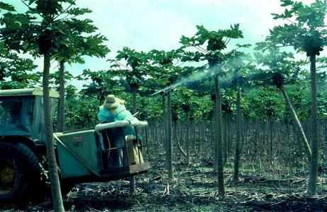 Spraying a papaya (Carica papaya) orchard to control Phytophthora fruit blight | Read: www.ctahr.hawaii.edu/oc/freepubs/pdf/PD-53.pdf photo