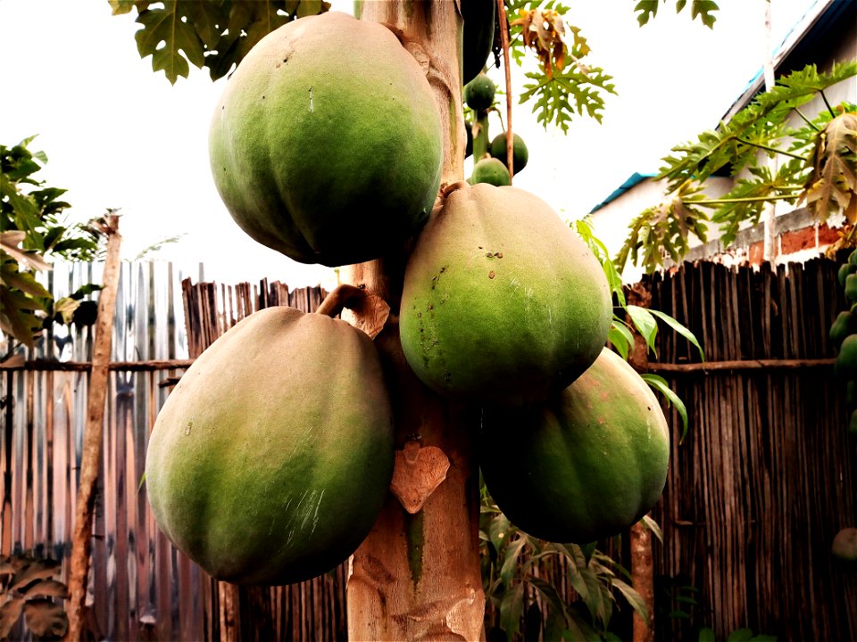 Quatre papayes au tronc du papayer au Bénin