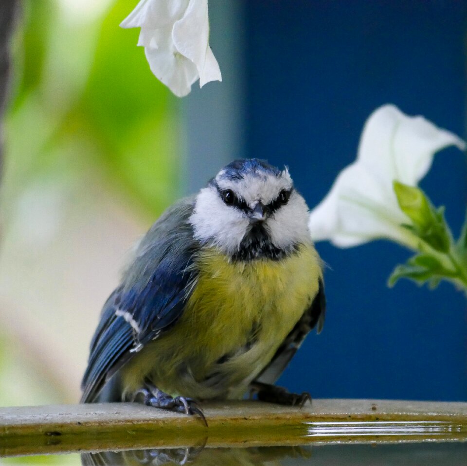 Blue tit thirst bird bath