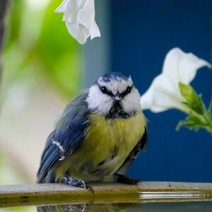 Blue tit thirst bird bath
