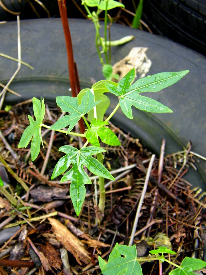 young papaya tree