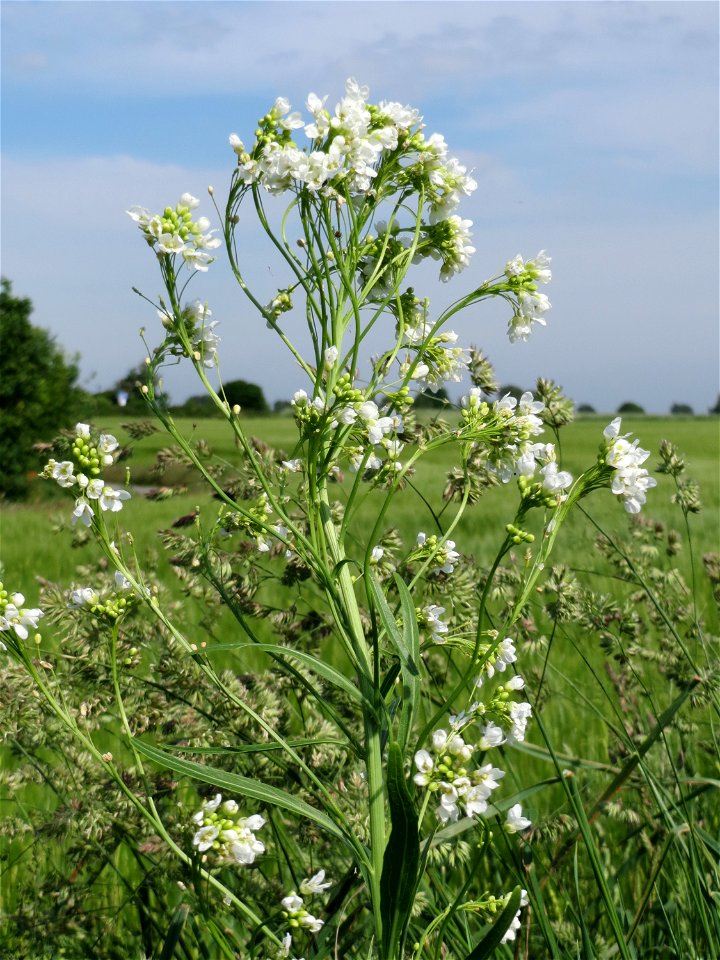 Meerrettich (Armoracia rusticana) bei Hockenheim