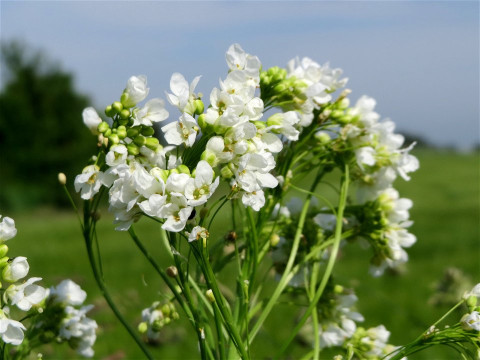 Meerrettich (Armoracia rusticana) bei Hockenheim