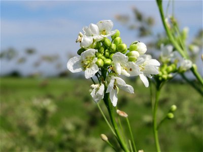 Meerrettich (Armoracia rusticana) bei Hockenheim