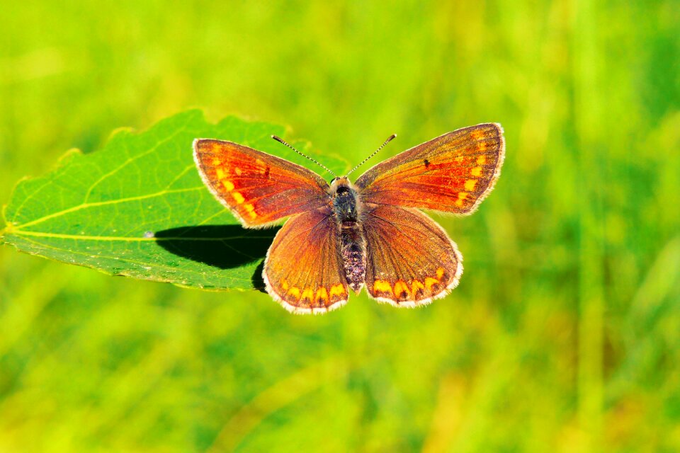 Butterfly day nature butterfly