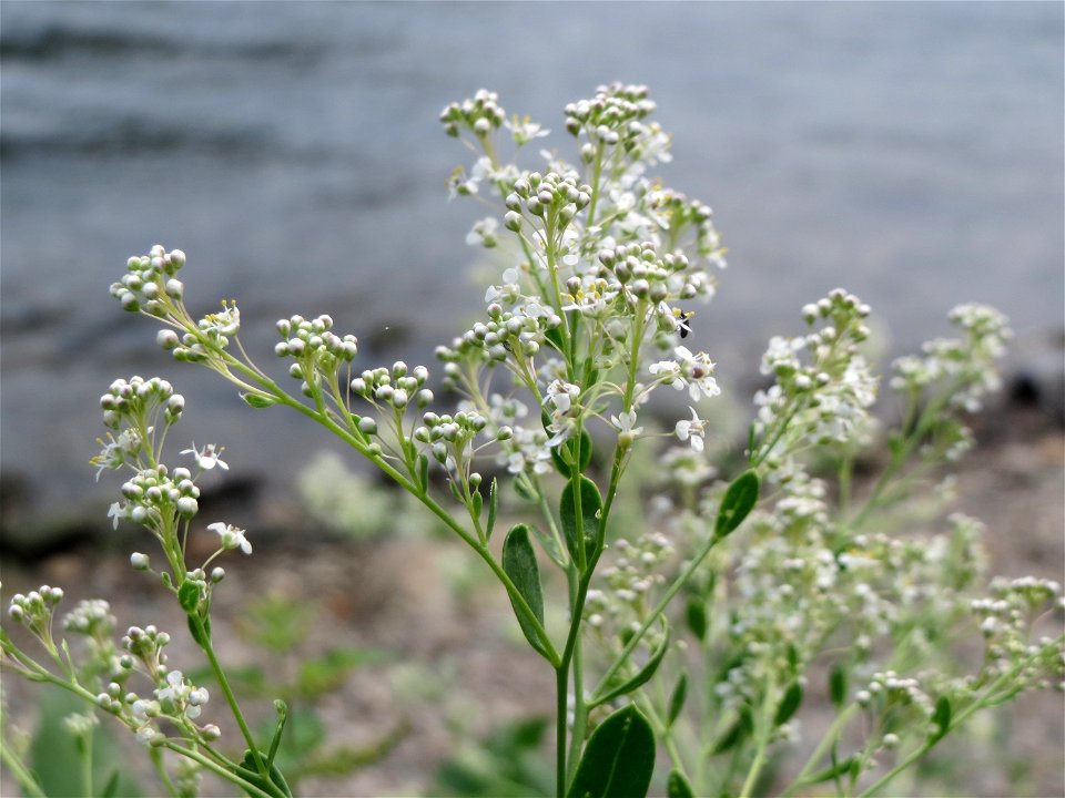 Meerrettich (Armoracia rusticana) an der Mosel in Cochem
