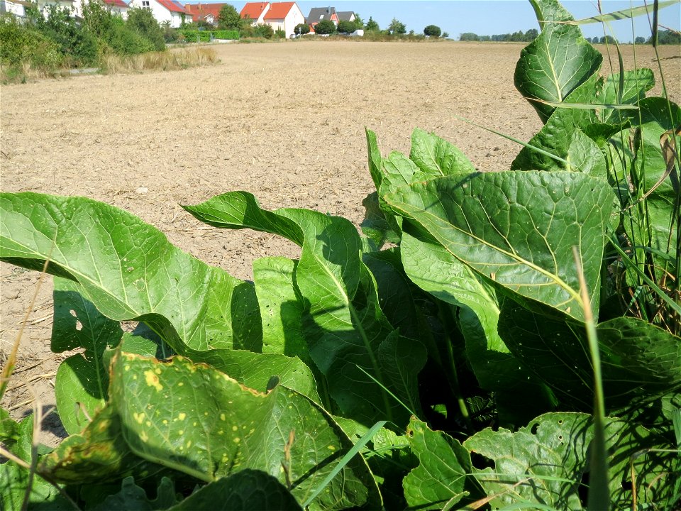 Meerrettich (Armoracia rusticana) bei Hockenheim