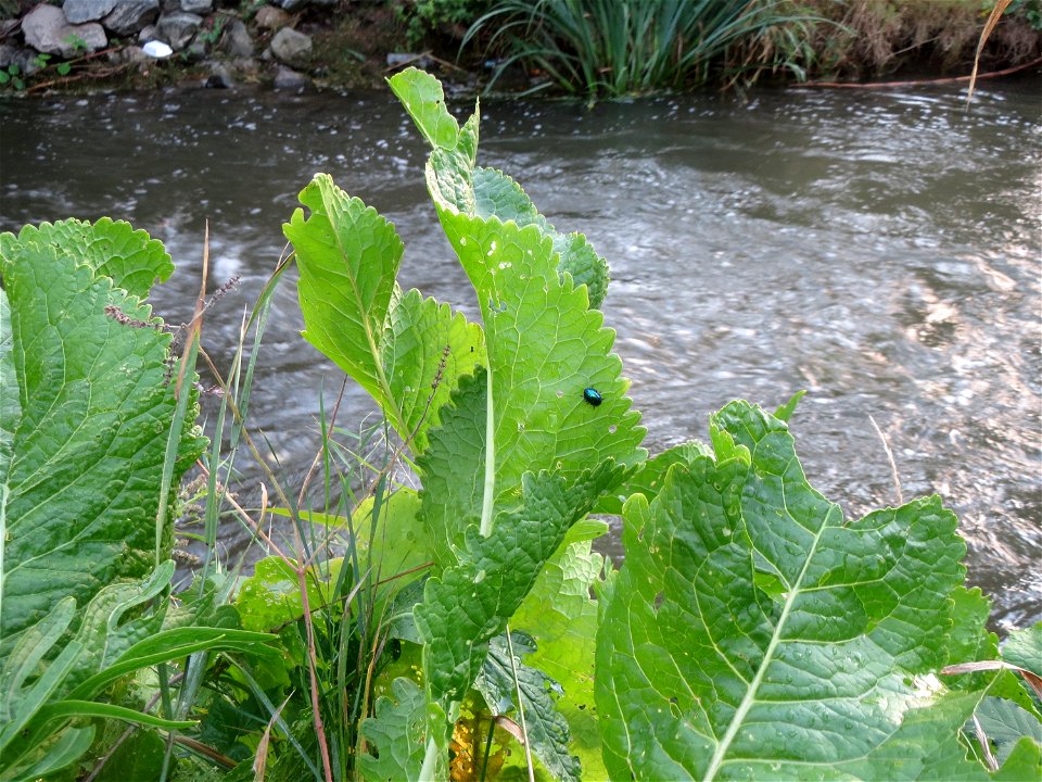 Meerrettich (Armoracia rusticana) am Kraichbach in Hockenheim
