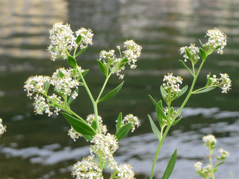 Meerrettich (Armoracia rusticana) an der Mosel in Cochem