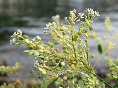 Meerrettich (Armoracia rusticana) an der Mosel in Cochem