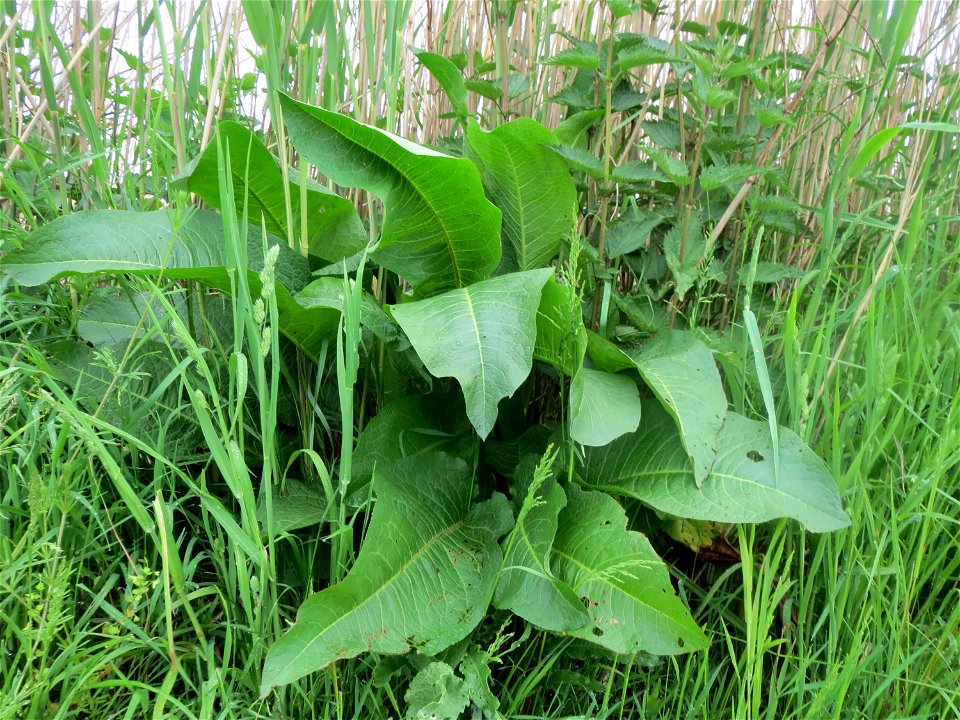 Meerrettich (Armoracia rusticana) im Landschaftsschutzgebiet „Rheinhessisches Rheingebiet“ an der Grenze zum Naturschutzgebiet Der „Spieß – An der Spießbrücke“ bei Worms