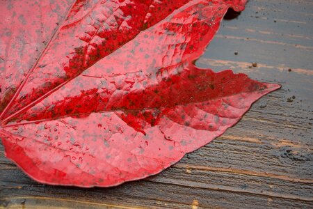 Wood autumn nature