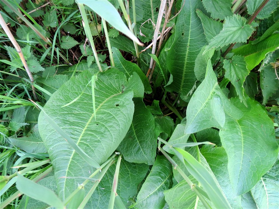 Meerrettich (Armoracia rusticana) im Landschaftsschutzgebiet „Rheinhessisches Rheingebiet“ an der Grenze zum Naturschutzgebiet Der „Spieß – An der Spießbrücke“ bei Worms
