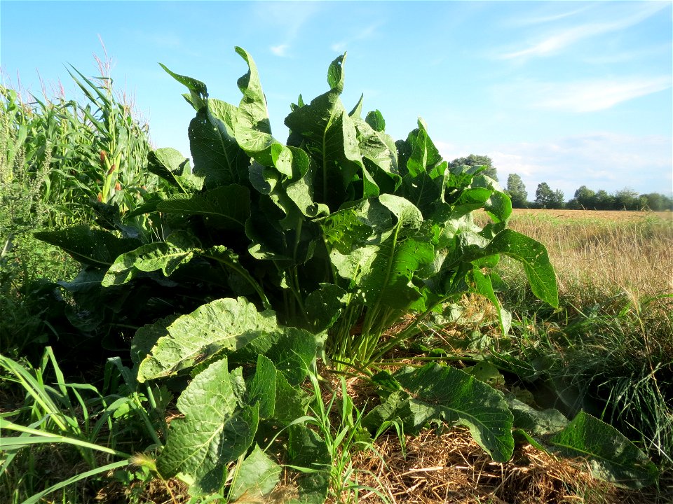 Meerrettich (Armoracia rusticana) bei Hockenheim