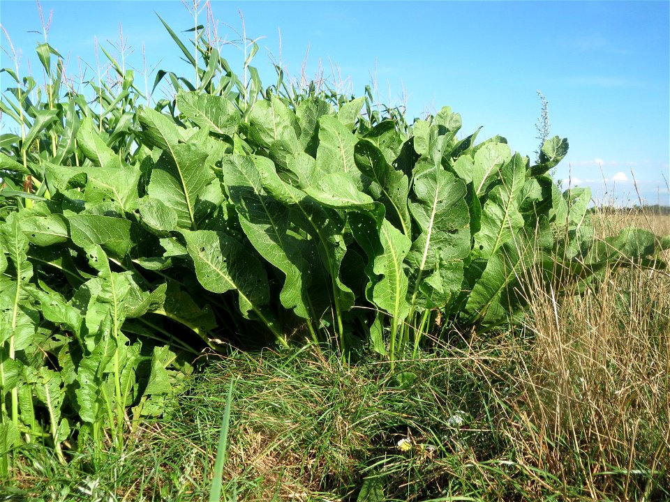 Meerrettich (Armoracia rusticana) bei Hockenheim