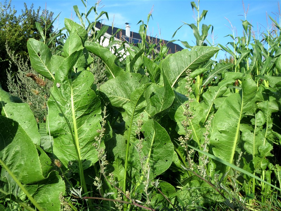 Meerrettich (Armoracia rusticana) bei Hockenheim