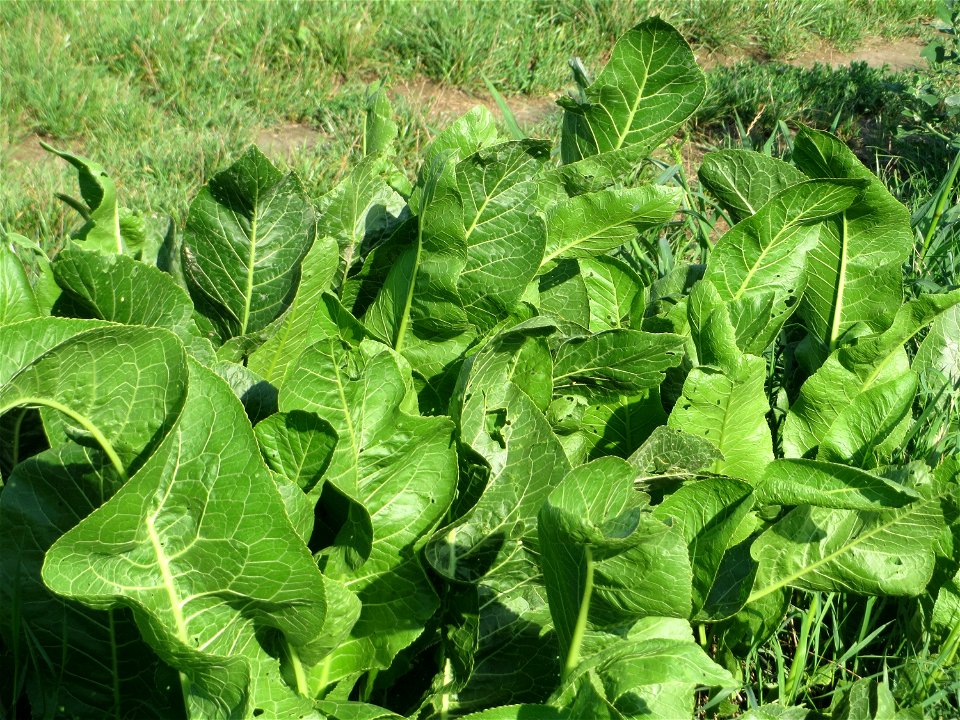 Meerrettich (Armoracia rusticana) bei Hockenheim