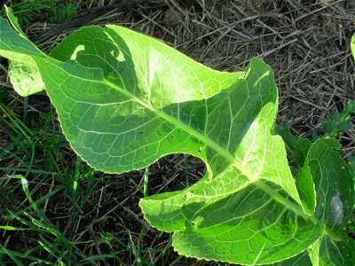 Meerrettich (Armoracia rusticana) bei Hockenheim