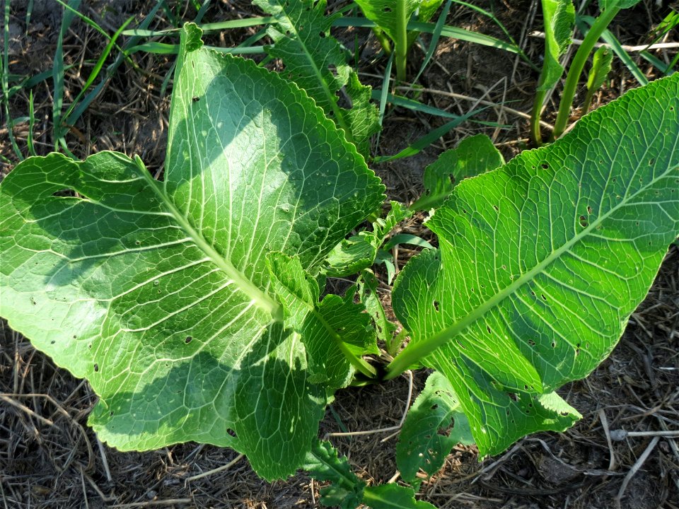 Meerrettich (Armoracia rusticana) bei Hockenheim