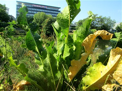 Meerrettich (Armoracia rusticana) an der Saar Saarbrücken