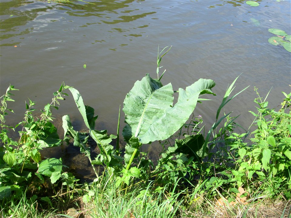 Meerrettich (Armoracia rusticana) an der Saar in Alt-Saarbrücken