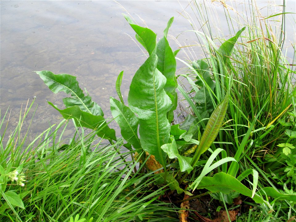 Meerrettich (Armoracia rusticana) an der Mosel in Alf