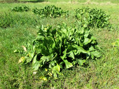 Meerrettich (Armoracia rusticana) auf einer Streuobstwiese bei Bischmisheim