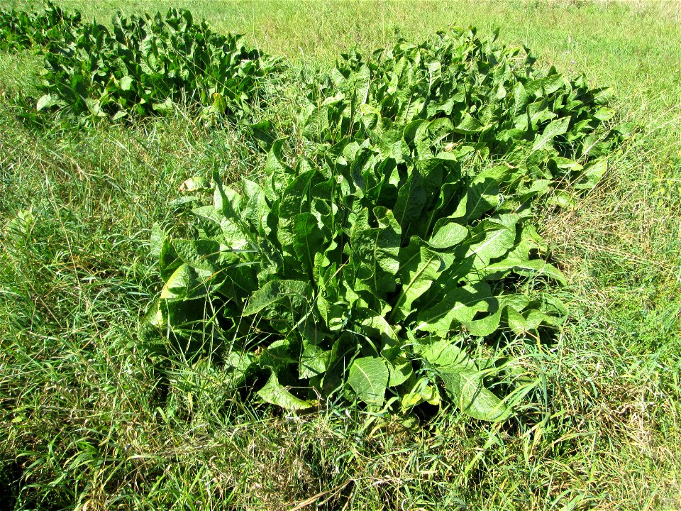 Meerrettich (Armoracia rusticana) auf einer Streuobstwiese bei Bischmisheim