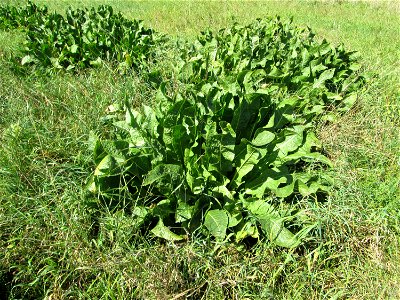 Meerrettich (Armoracia rusticana) auf einer Streuobstwiese bei Bischmisheim