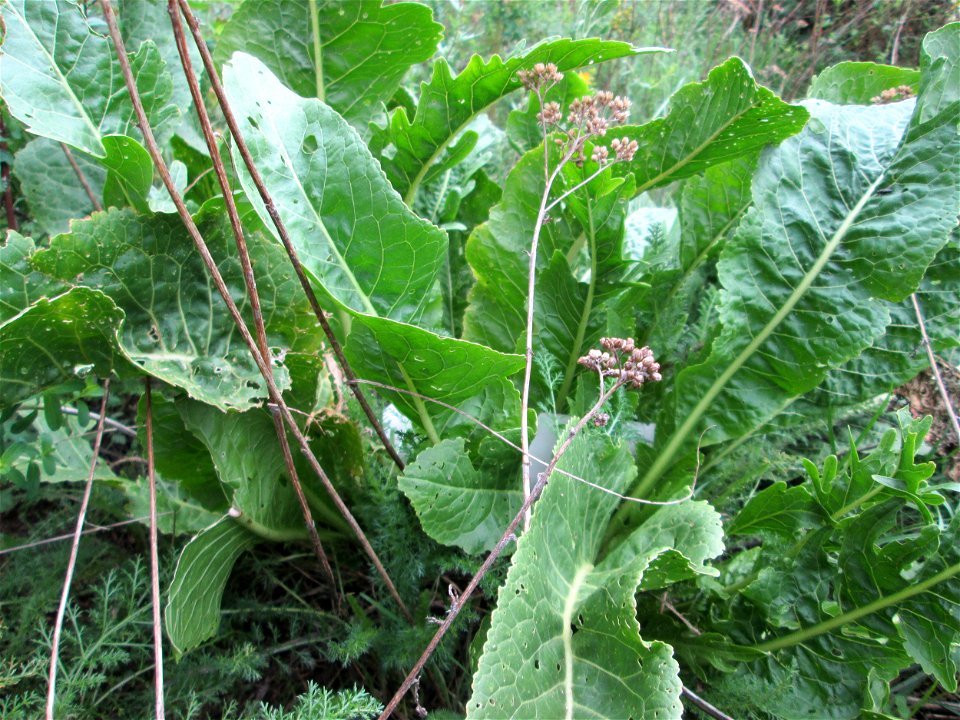 Meerrettich (Armoracia rusticana) an der Saar in Saarbrücken