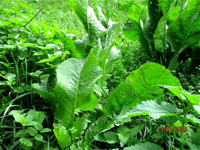 Meerrettich (Armoracia rusticana) im Simbachtal bei Alsting