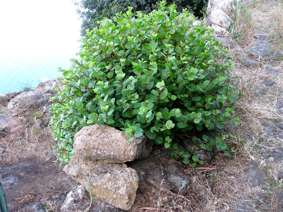 Alicudi - Capparis Spinosa