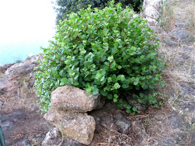 Alicudi - Capparis Spinosa