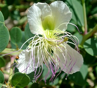 Thorny caper (Capparis spinosa) in Nahal Neqarot, southern Israel.