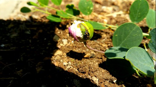Stenozygum coloratum on a Capparis zoharyi bud